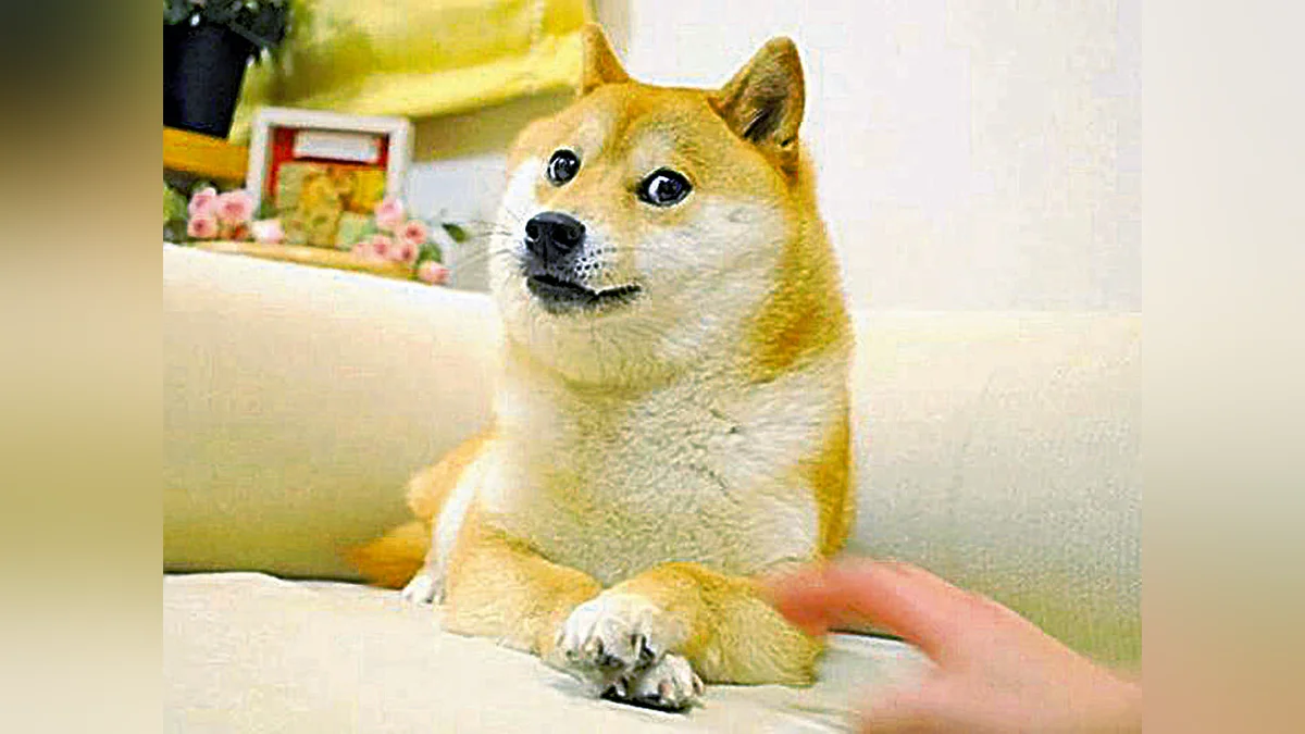 The Dog Millions Knew Without Ever Knowing Her Name